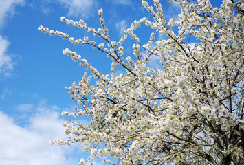 Fototapety  Springtime white Blossoms on a Tree