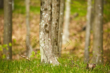 Beech trees in the forest