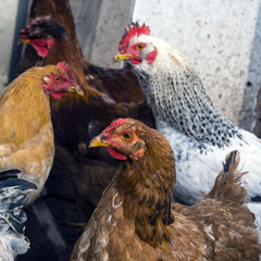 Chickens on traditional free range poultry farm