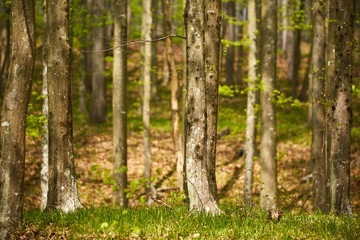 Beech trees in the forest