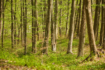 Fototapeta na wymiar Beech trees in the forest