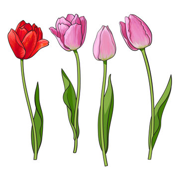 Hand drawn set of side view red, pink open and closed tulip flower, sketch style vector illustration isolated on white background. Realistic hand drawing of tulip flowers, decoration element
