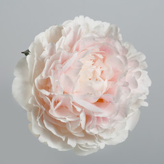 A flower of a gently pink peony isolated on a gray background.
