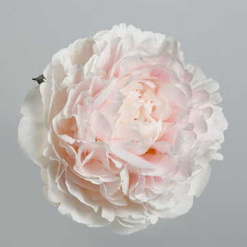 Fototapeta A flower of a gently pink peony isolated on a gray background.