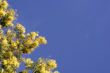 Fototapeta na wymiar mimosa sur fond de ciel bleu