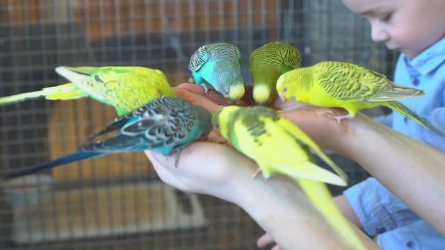 Mother and Son Feeding the Parrots