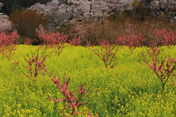福島県　春の花見山