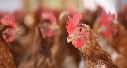 Chickens in soil