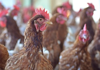 Chickens in soil
