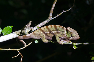 O'Shaugnessy's Chameleon (Calumma oshaughnessyi) - Rare Madagascar Endemic Reptile, Ranamafana