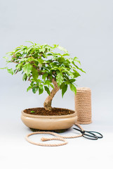 Bonsai on a light gray background. Bonsai with scissors and twine. Homemade plant on a gray background.