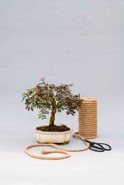 Bonsai on a light gray background. Bonsai with scissors and twine. Homemade plant on a gray background.