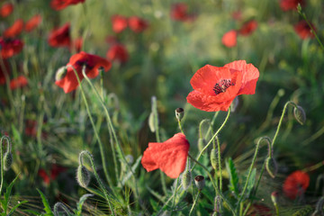 Obraz premium View at the group of poppy flowers of red color on a wheat field in springtime. Beauty in nature