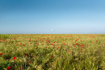 Fototapeta na wymiar View at uncultivated field with poppy flowers of red color and wheat. Airplane flies up at the background. Summer landscape