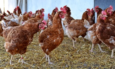 Chickens in soil