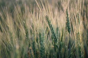 Obraz premium Macro photo of green wheat spikelet at sunset. Wheat field at sunrise.