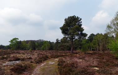 Fototapeta na wymiar Le coquibus, massif de Fontainebleau