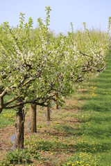 Fototapeta na wymiar Apfelbaumplantage in Franken im Frühjahr