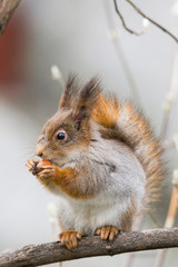 Fototapeta premium squirrel on a tree