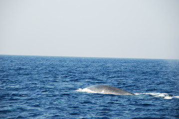 Fototapeta premium blue whale watching Mirissa