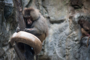 Baboon Sleeping