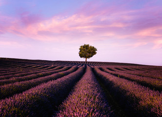 Lavender flowers blooming field, lonely tree uphill on sunset