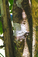 Masked mossy leaf-tailed gecko, Uroplatus sikorae, species of gecko with the ability to change its skin color to match bark of tree. Andasibe National Park, Analamazaotra, Madagascar wildlife