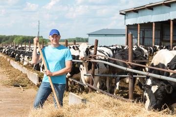 Obraz premium Farmer is working on farm with dairy cows