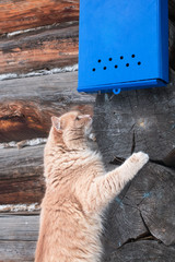 Nice red cat waiting for the letter under the bright blue mailbox on the background of wooden wall.
