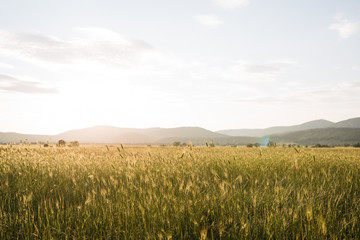 Nature landscape at sunset