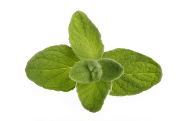 oregano leaves isolated