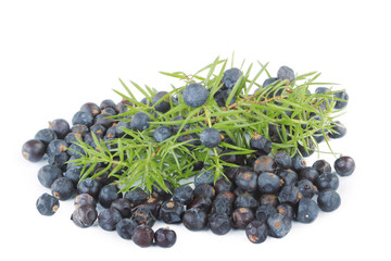juniper berries isolated