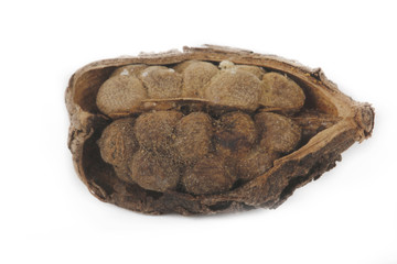 pod of  black cardamom isolated