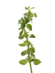 branch of oregano isolated