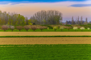 Fototapeta premium Countryside view with trees and field in rows, saturated colours