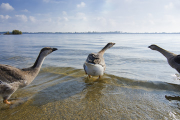 Fototapeta premium Geese on the shore of the river gulf 2