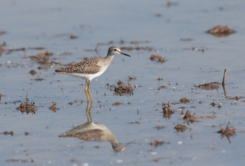 wood sandpiper