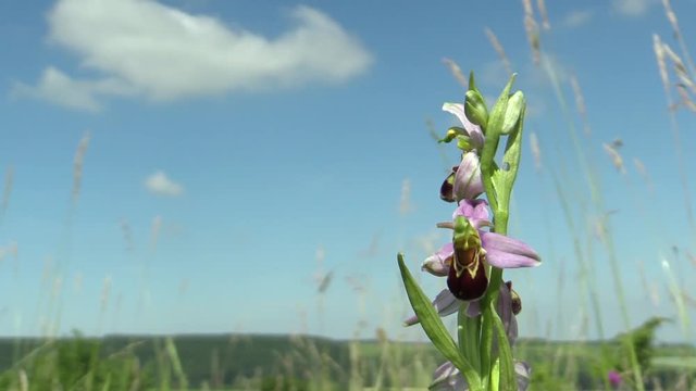 Wild Bee Orchid (Ophrys apifera), endangered species, the UNESCO biosphere reservation Bile Karpaty (White Carpathians), PR Drahy, South Moravia, Czech Republic, Europe