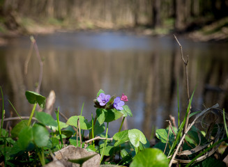 Spring forest and river in Litovelske pomoravi, Czech Republic