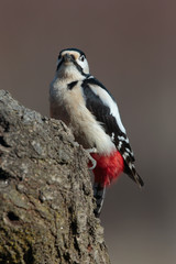 Woodpecker 02