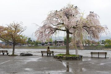 Asia Lady sit on park bench under a pink cherry blossom trees (Sakura Japan) at River side, lonely concept, Loneliness, solitary concept