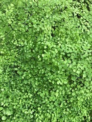 Obraz premium 一面緑