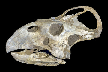 Dinosaur fossils skulls