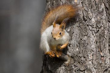 squirrel on a tree