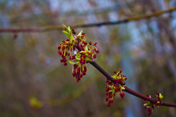 Inflorescence of American maple