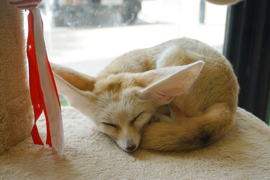 Fennec fox or fennec (vulpes zerda) is a small nocturnal fox found in the Sahara of North Africa. Their large ears, which are likely the first thing most people notice, help them stay cool.
