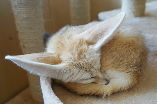 Fennec fox or fennec (vulpes zerda) is a small nocturnal fox found in the Sahara of North Africa. Their large ears, which are likely the first thing most people notice, help them stay cool.