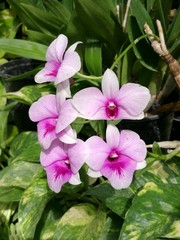 light purple orchid standing from the bush with blur bokeh garden background for Valentine, closed-up