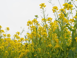 満開の菜の花
