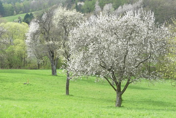 Naklejka premium Obstbaumblüte
